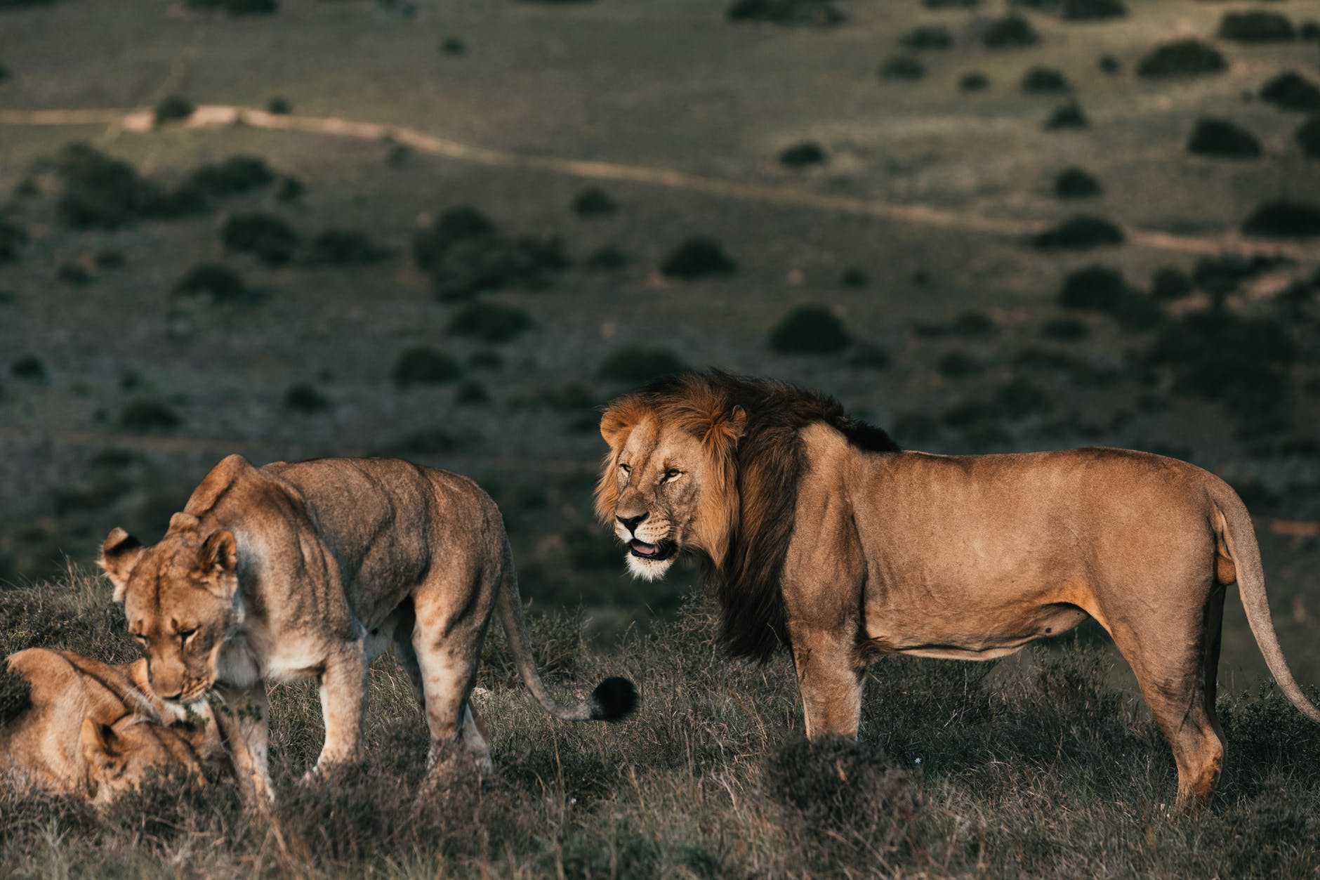 animal grass grassland lion